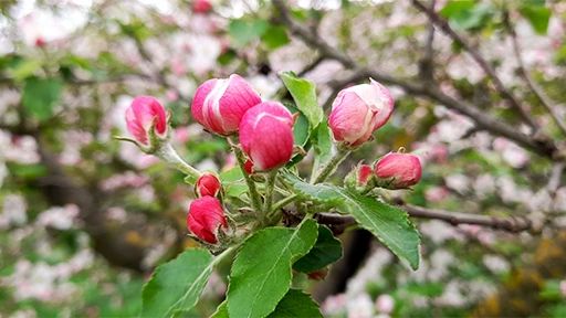 Plantele vindecatoare din traditia crestina